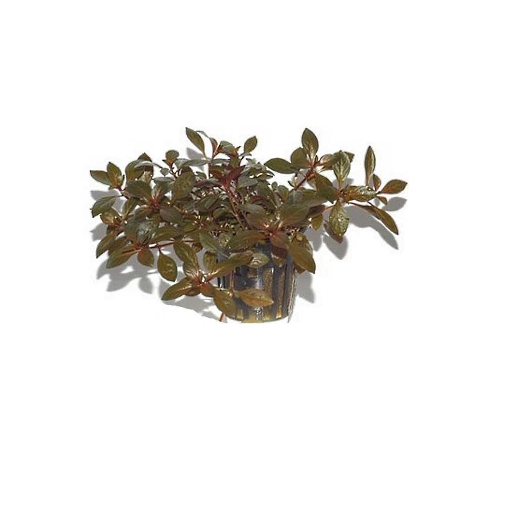 Ludwigia repens 'Rubin' – Planta aquática