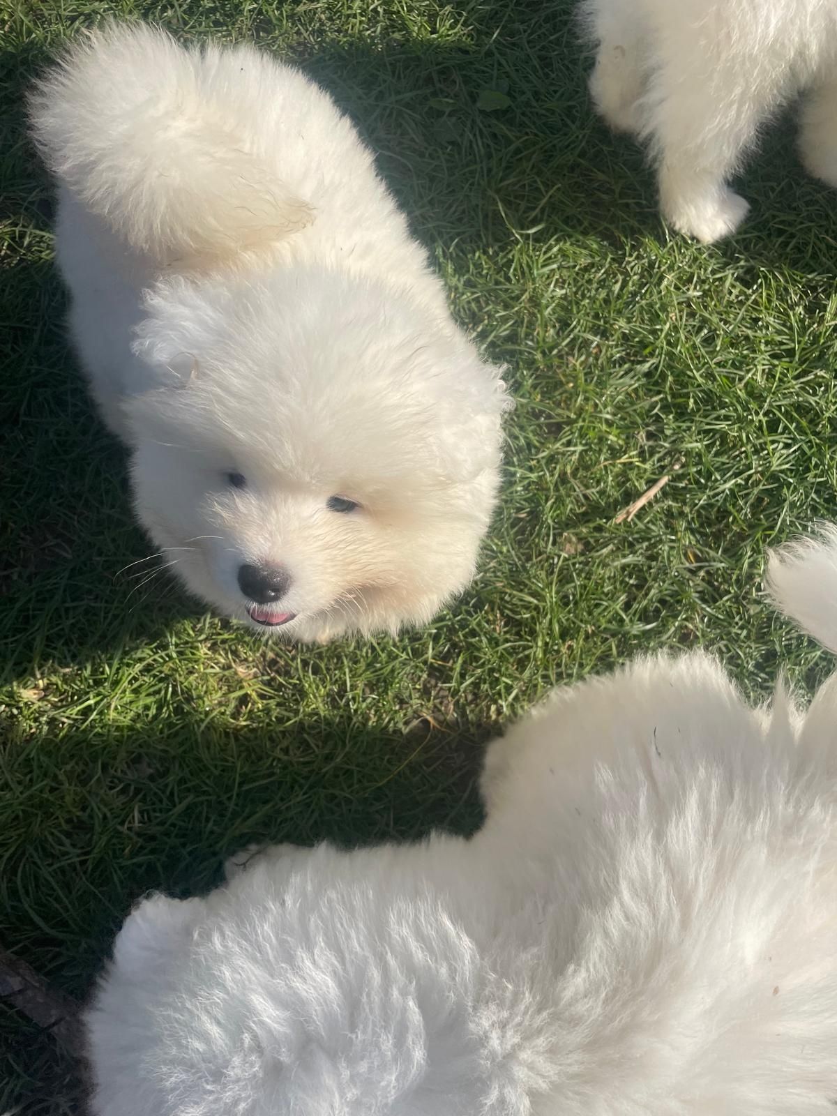 Samoyed szczeniaki FCI /ZKwP