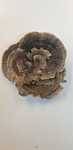 Wrośniak różnobarwny Trametes versicolor suszony 50 gram