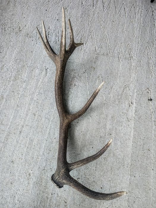 Poroże jelenia, zrzut 5kg, zrzuty, rogi, poroża, prezent, kolekcja,róg
