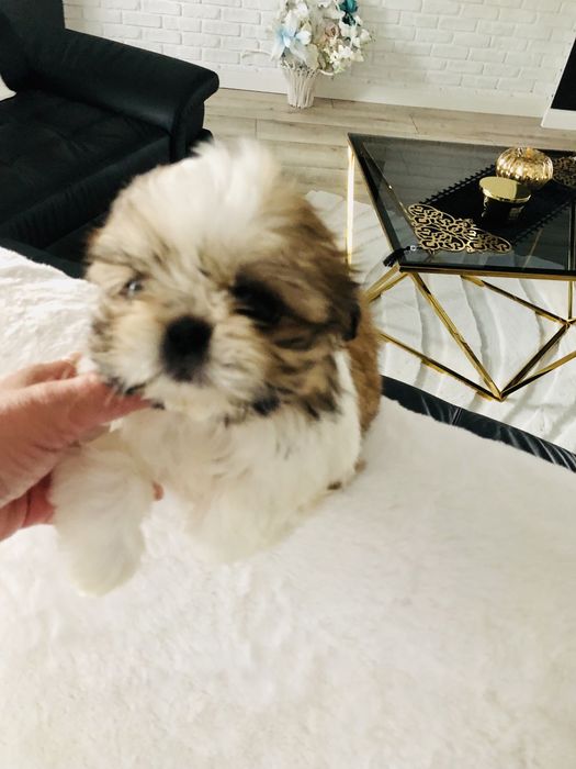 Shih tzu szczeniaczek