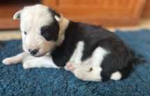 Łajka jakucka ORION nie border collie samoyed ZKwP FCI