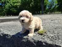 maltipoo szczeniak suczka gotowa na odbiór