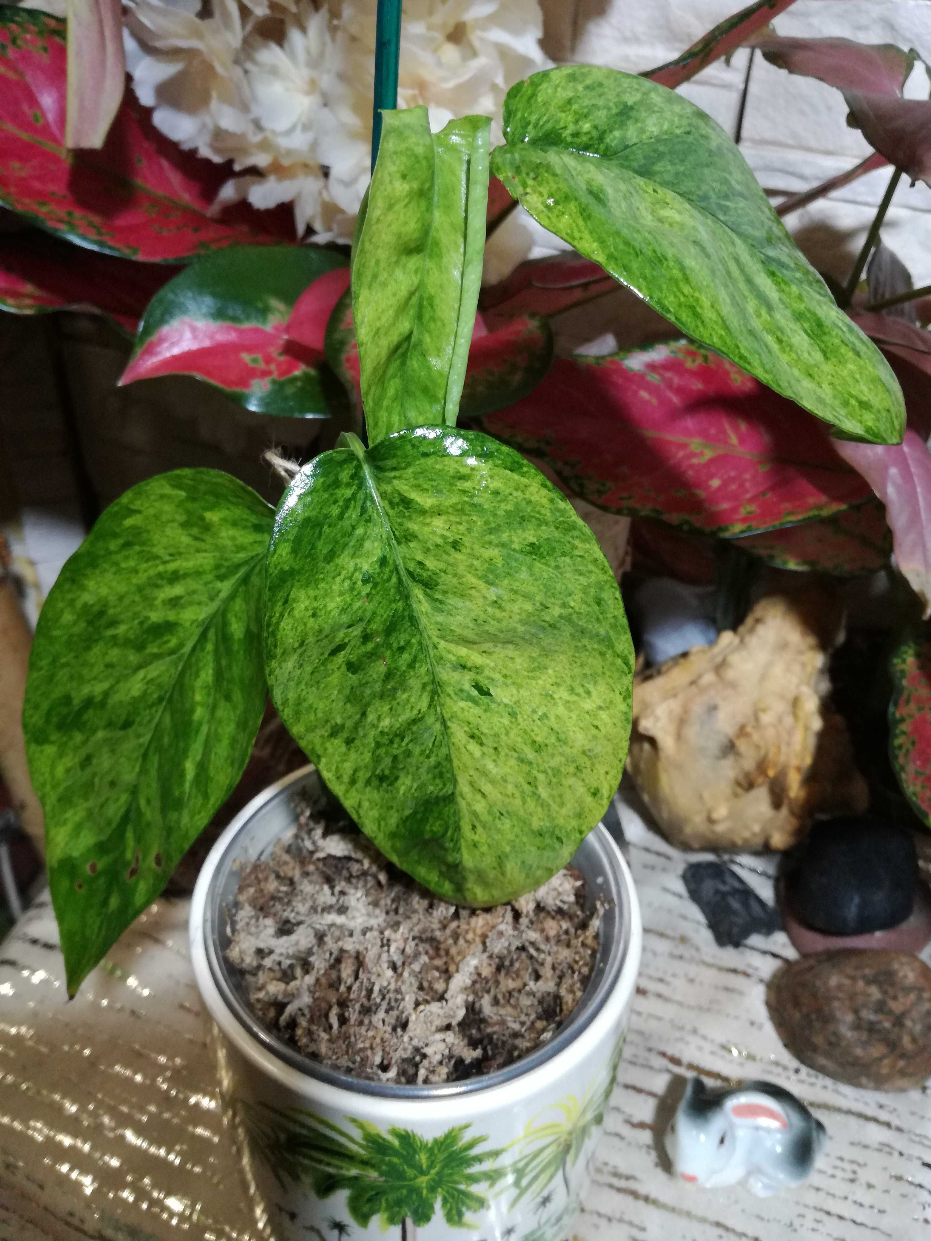 Epipremnum Cebu Blue Aurea Marble Tricolor Variegata philodendron