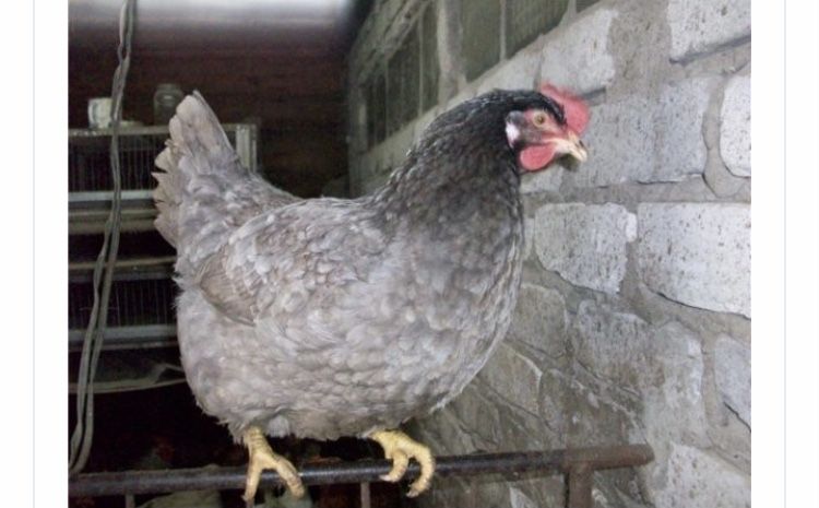 Доминант Голубой инкубационное яйцо