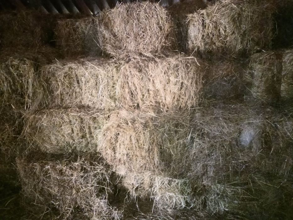 Siano w kostkach - dla zwierząt