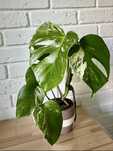 Монстера Альба Monstera Albo домашня