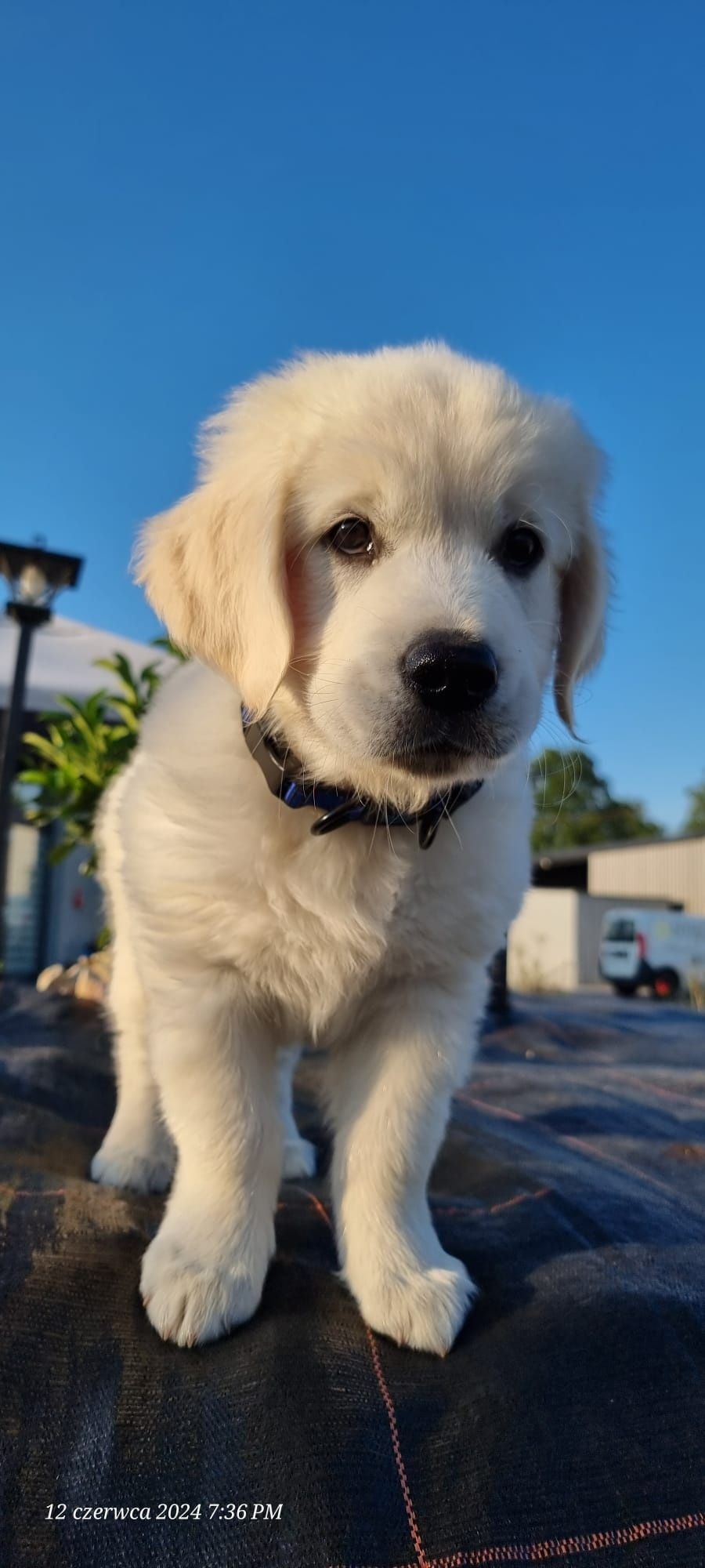 Golden retriever ZKwP