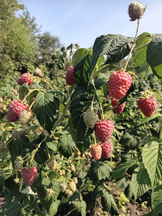 Продам саджанці ремонтантної малини ПОЛІССЯ.Розсада