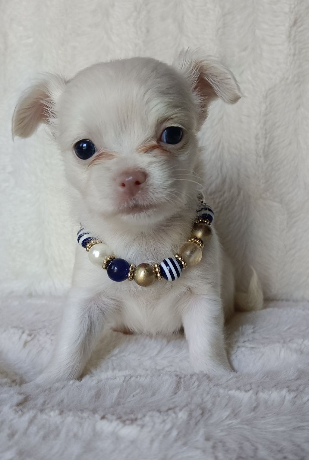 Chihuahua suczka