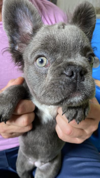 Французский бульдог