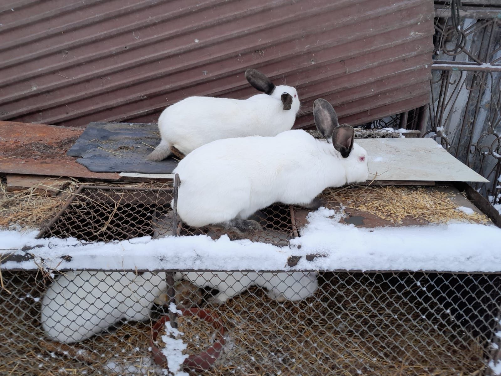 Króliki, Polskie króliki białe
