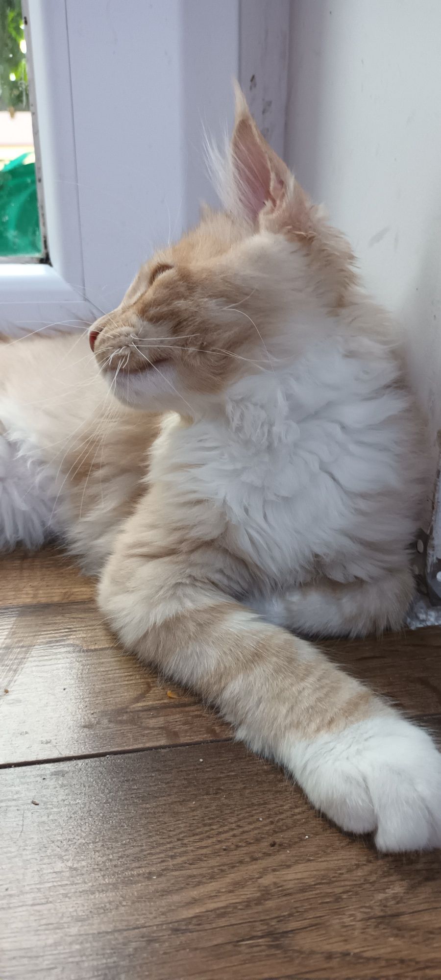 Kremowy kocurek Maine Coon