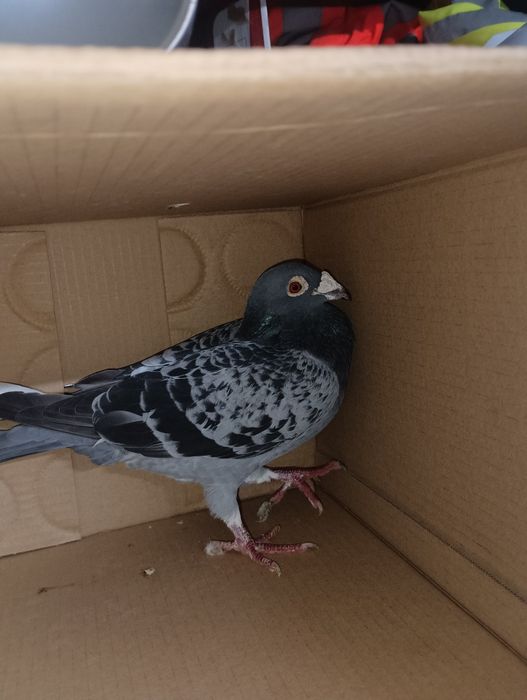 Pombos correios para venda devidamente anilhados com os respectivos ca