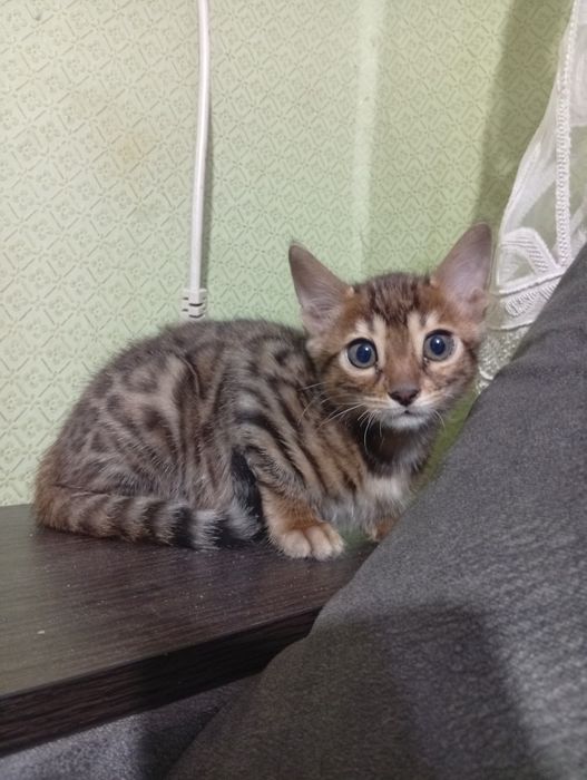 Бенгальский котенок девочька