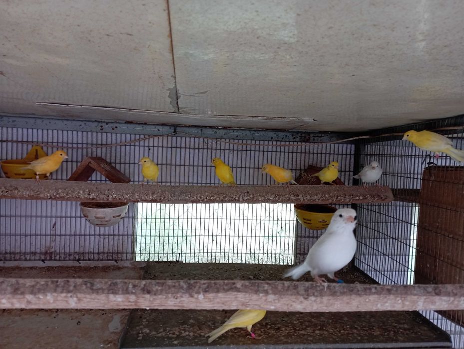 Canários amarelos disponíveis