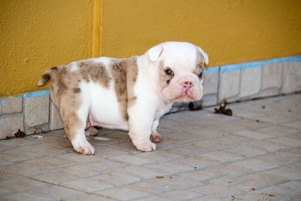 Bulldog ingles exotico