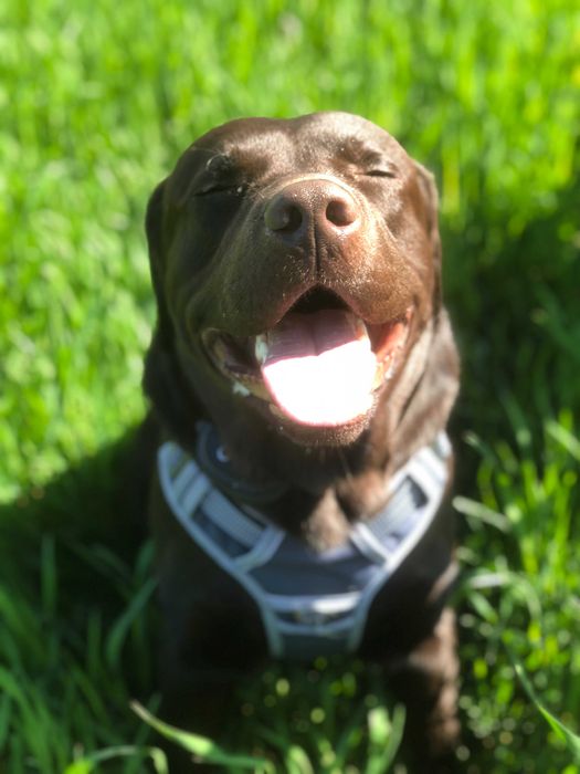 Шоколадный лабрадор, племенной кобель,вязка,развязан,КСУ