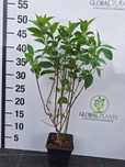 Hortensja bukietowa/Hydrangea paniculata doniczka P9