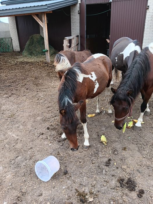 Koń Huculski - Klacz