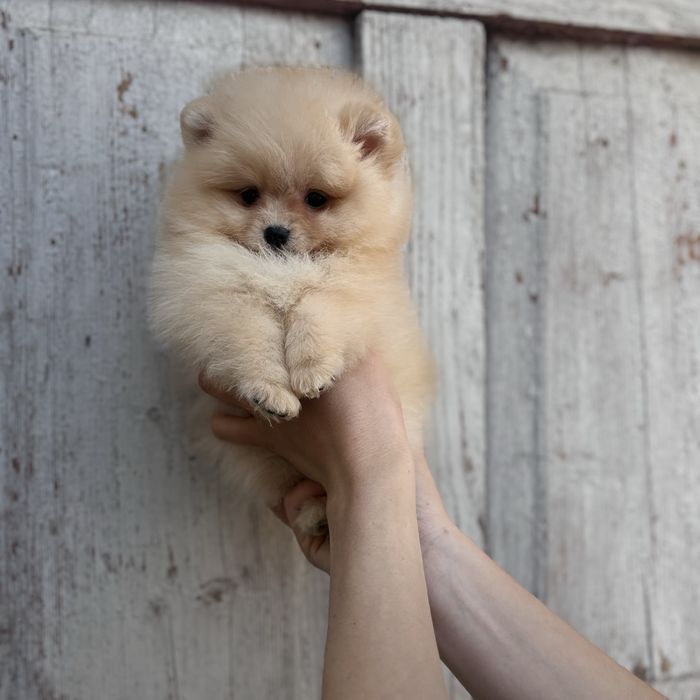 Хлопчик шоу класу тип ведмедика