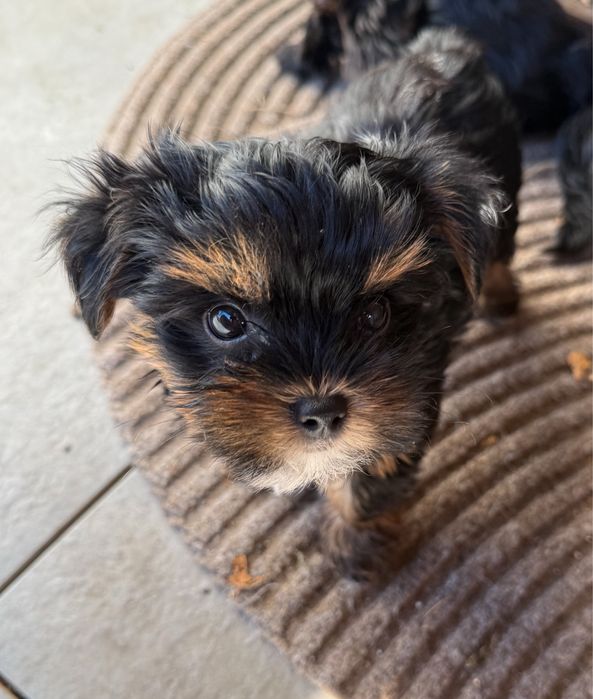 Śliczny malutki piesek Yorkshire Terrier