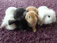 Królik mini lop, miniaturka