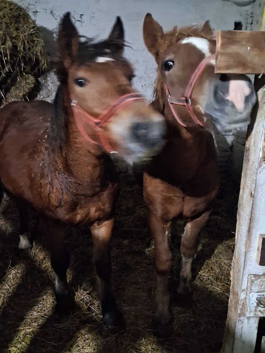 źrebice sztumska i pkz