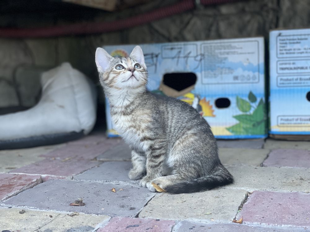 Кошенята шукають сімʼю / віддам
