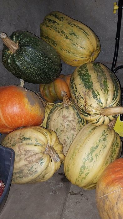 Tenho aboboras para vender.