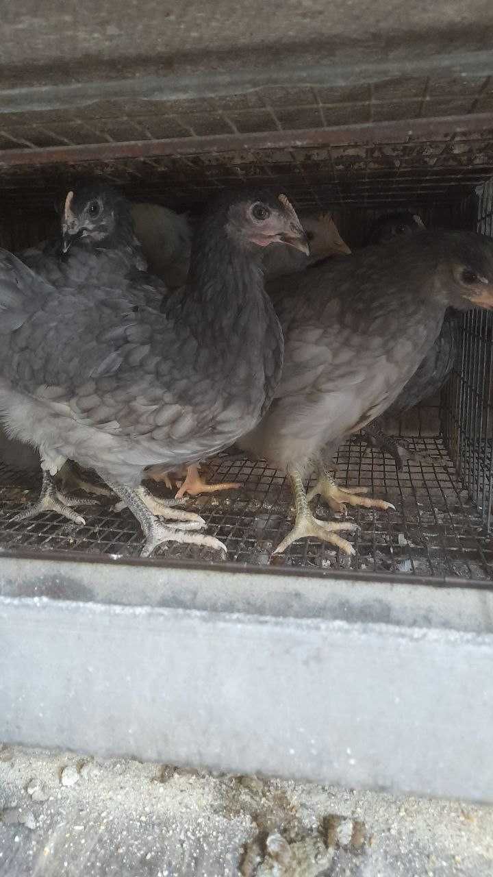 Продам кури Чеський домінант на яйця
