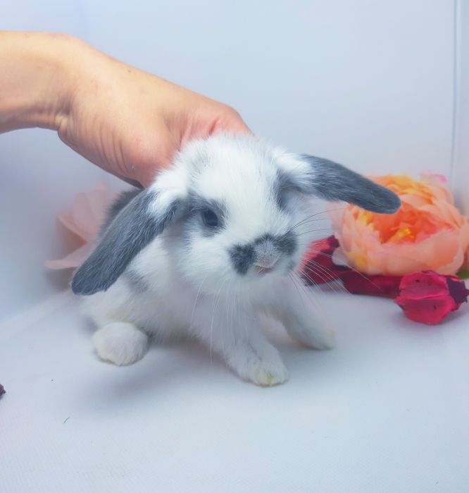Карликовые мини кролики,міні баранчик,декоративные,карликовий