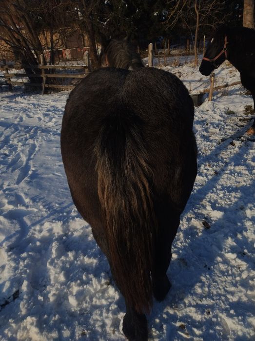 Wałach zminokrwisty