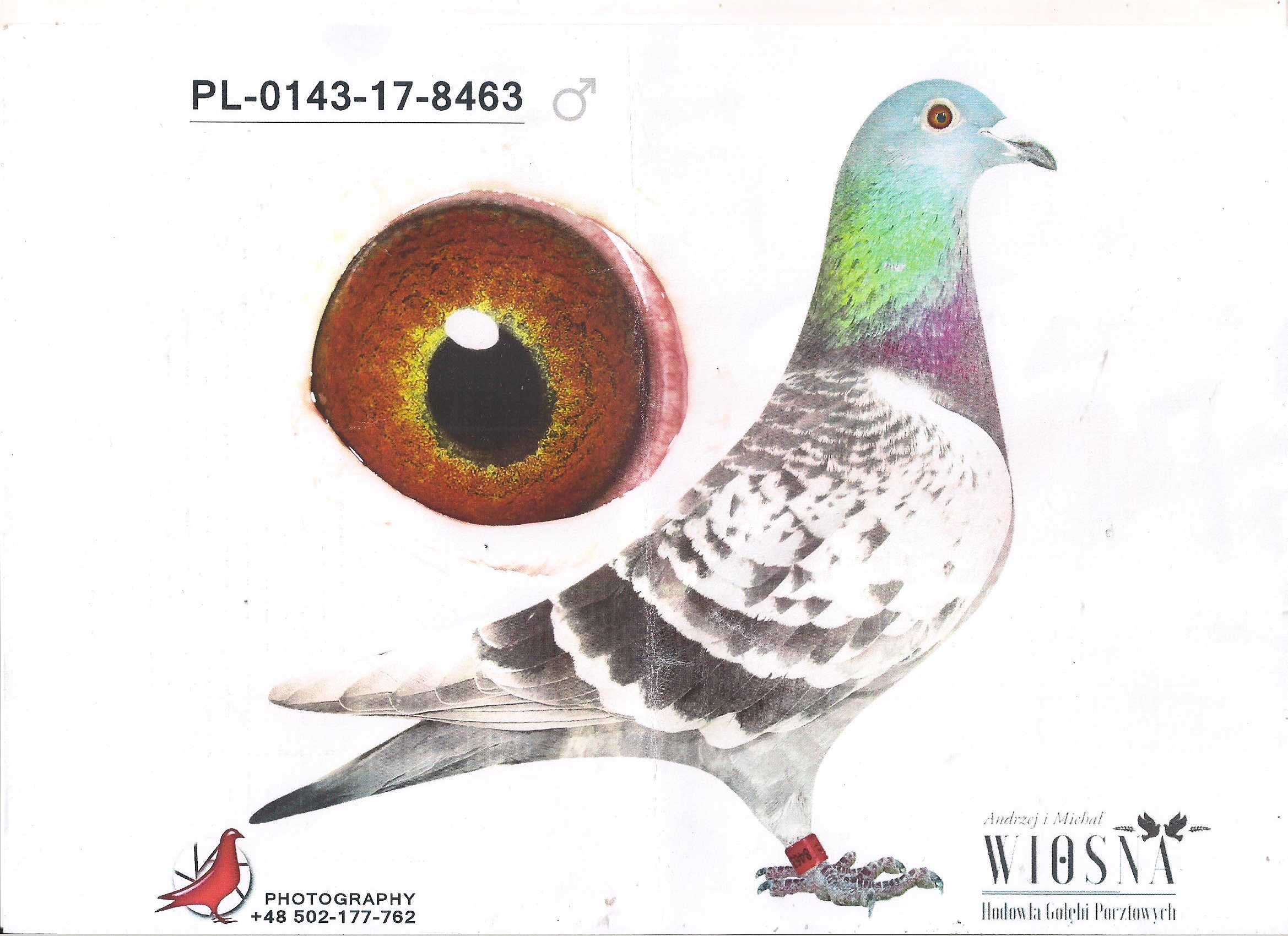 Młode Para 115 Oryg A.M Wiosna Wnuk szpaka x Inb 5838 Gołębie pocztowe