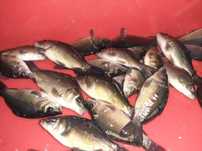 Karp kroczek, zarybieniowy - oraz inne ryby