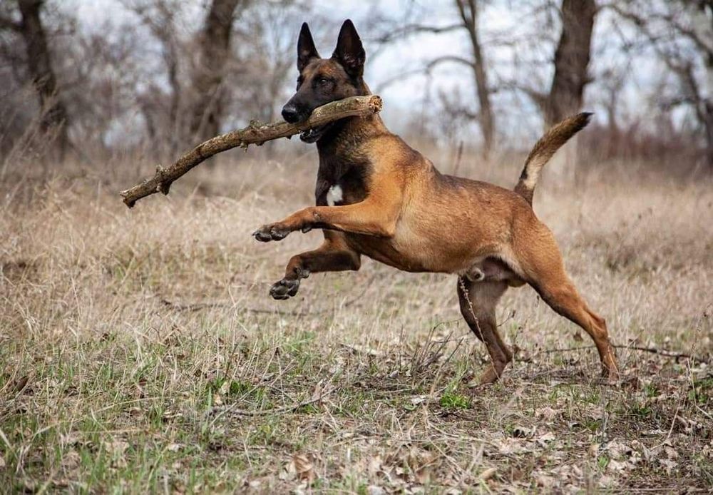 Бельгийская овчарка малинуа