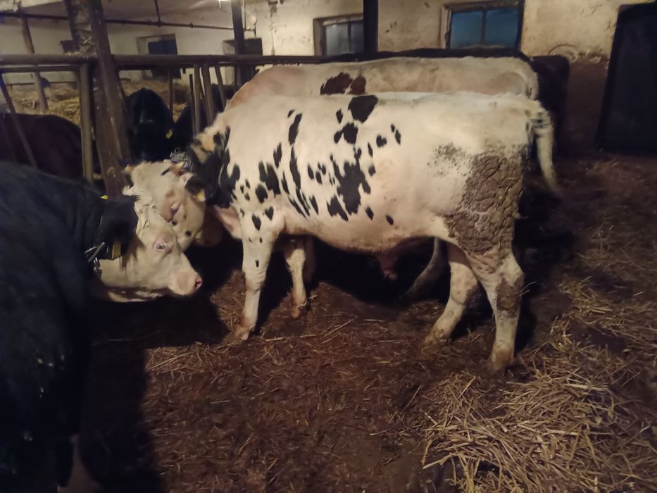 Sprzedam cielaki byczki