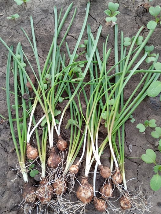 Цибулини  мускарі Синій шип Нідерланди