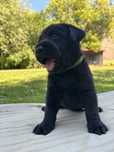 Sliczny labrador