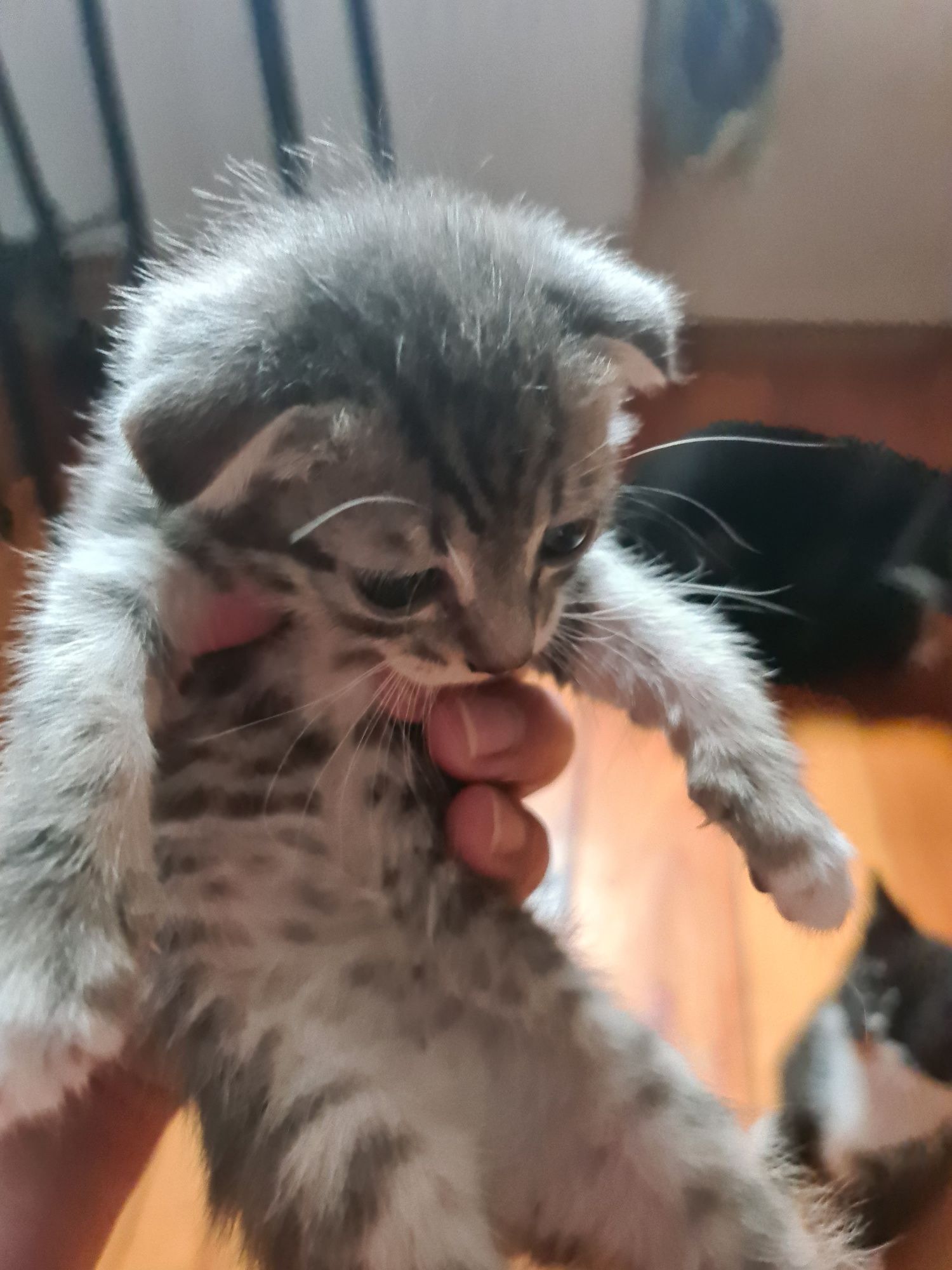 Котинята 2 весловухі