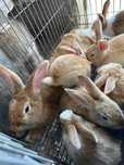 Coelhos para carne