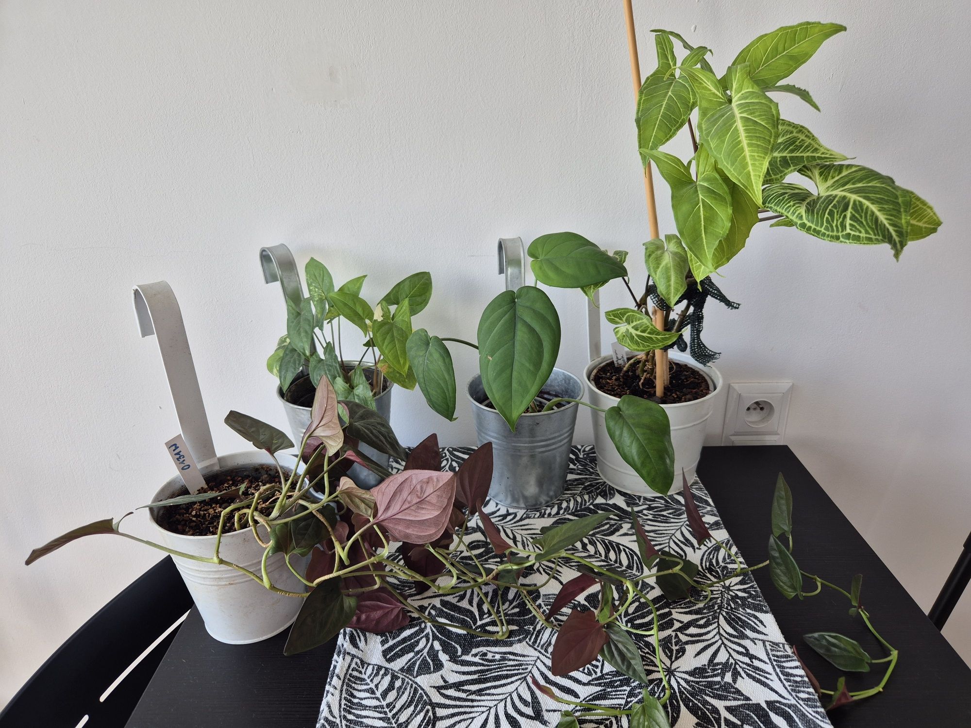 Zestaw kolorowych syngonium batik, red arrow, dark knight, aureum