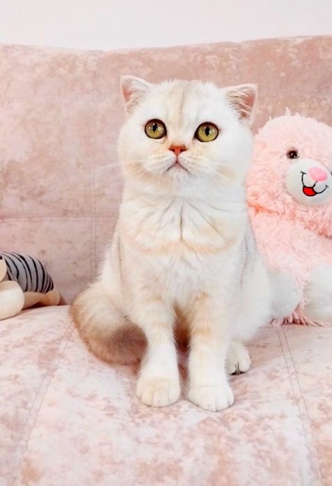 Казкова дівчинка красунечка шотландська киця