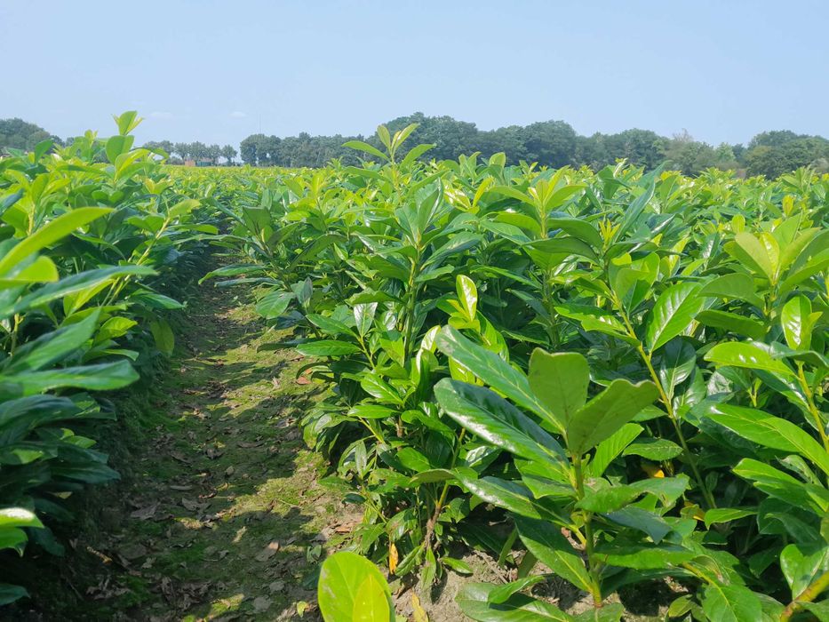 Prunus! 120,150,180+ cm! Novita! Etna! Laurowiśnia wschodnia! Sadzimy!