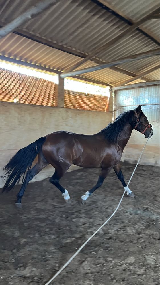 Cavalo Puro Sangue Lusitano