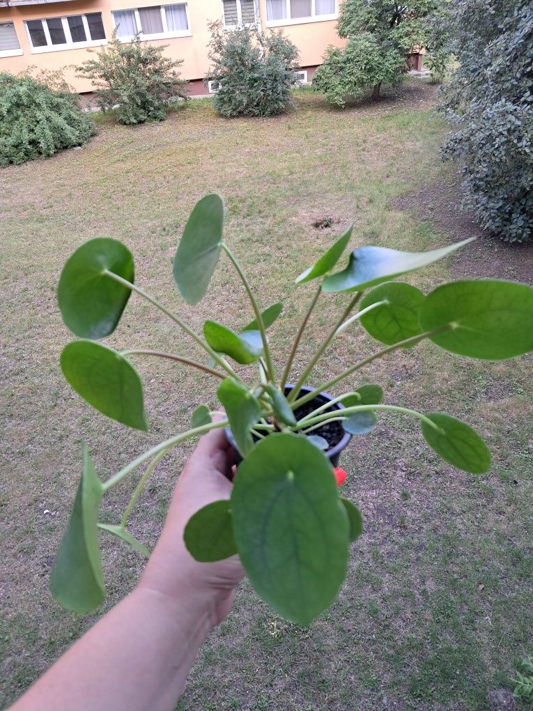 Pieniążek pilea peperomioides