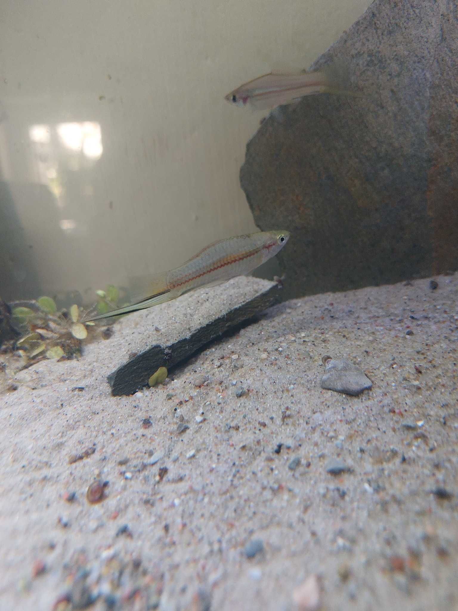 Mieczyki hellera Xiphophorus hellerii WYSYŁKA!