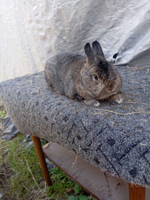 Sprzedam karzełki z rodowodem