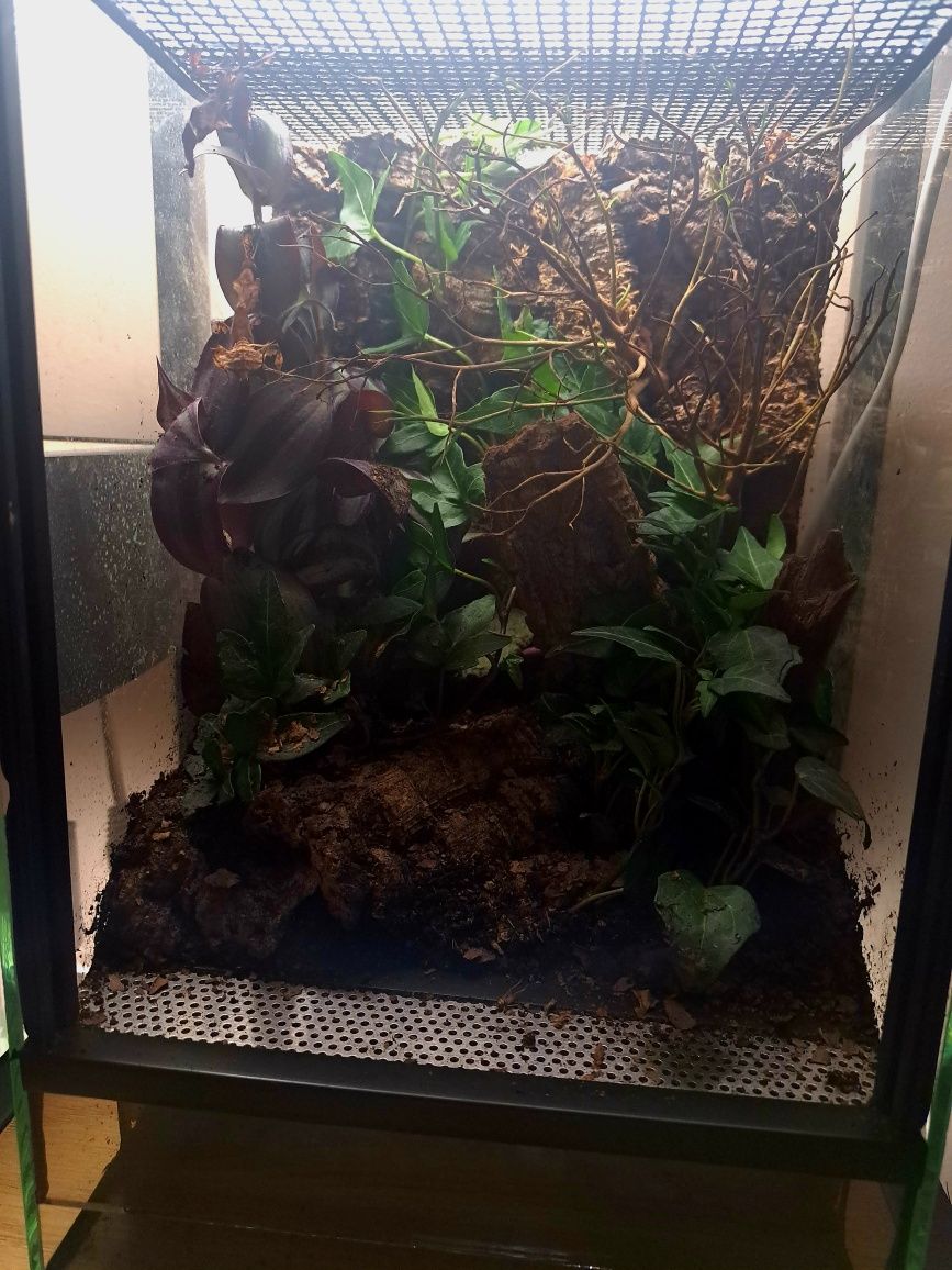 Unikalne Żywe Terrarium – leśny klimat do Twojego wnętrza!