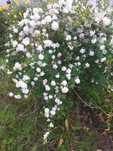 Spiraea Vanhouttei arbusto de flor branca
